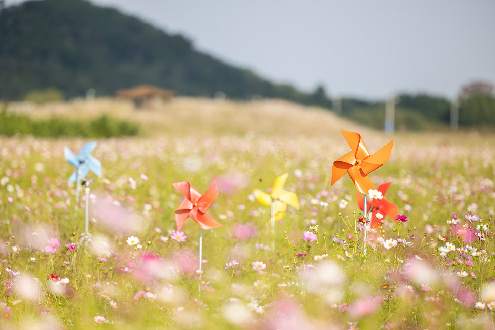 인천 영종도 갈만한곳 하늘정원 코스모스 인천 꽃구경 나들이