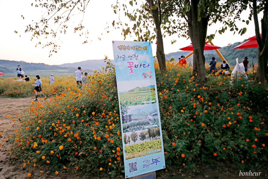 서울근교 경기도 가볼만한곳 연천 임진강 댑싸리공원 황화코스모스 꽃구경