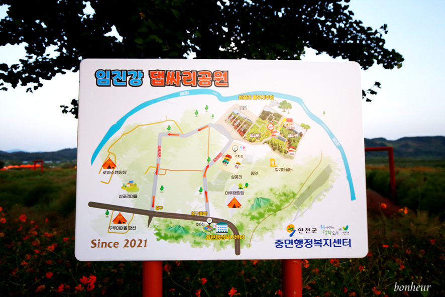 서울근교 경기도 가볼만한곳 연천 임진강 댑싸리공원 황화코스모스 꽃구경
