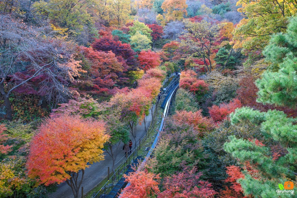 가을 단풍명소 경기도 광주 곤지암 화담숲 예약 방법 및 모노레일 단풍구경