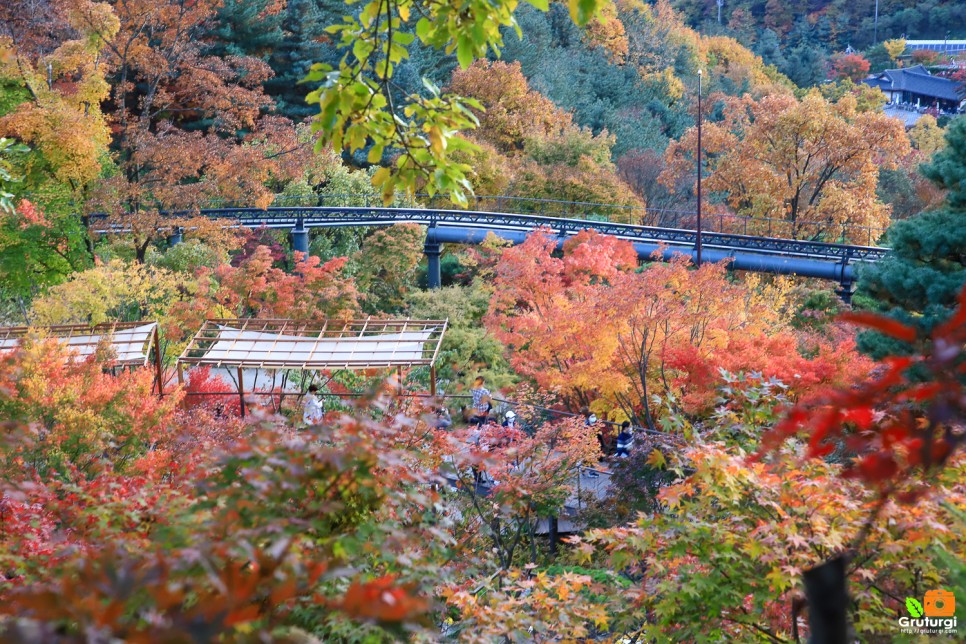 가을 단풍명소 경기도 광주 곤지암 화담숲 예약 방법 및 모노레일 단풍구경