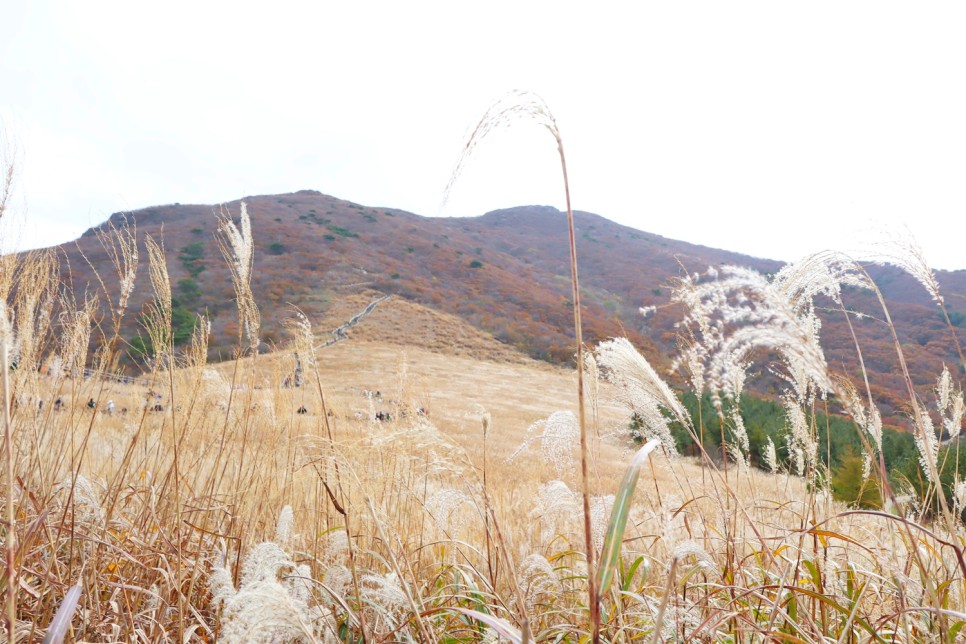 울산 가볼만한곳 영남알프스 간월재 억새 군락지 간월산 등산 추천