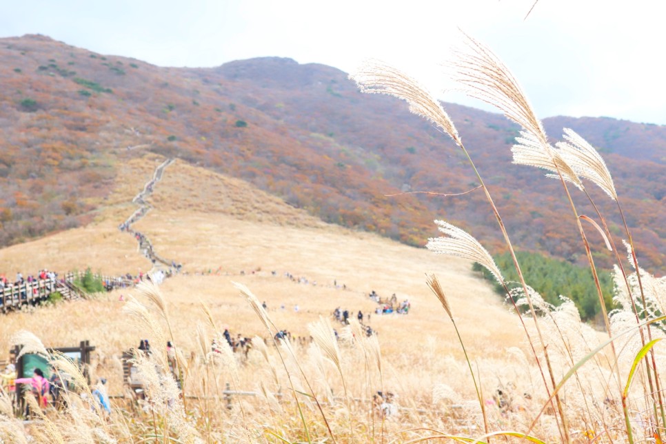 울산 가볼만한곳 영남알프스 간월재 억새 군락지 간월산 등산 추천