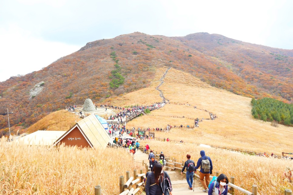 울산 가볼만한곳 영남알프스 간월재 억새 군락지 간월산 등산 추천