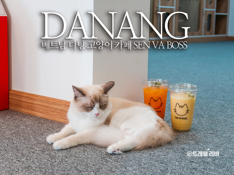 베트남 다낭 카페 심쿵 고양이 카페 샌바보스