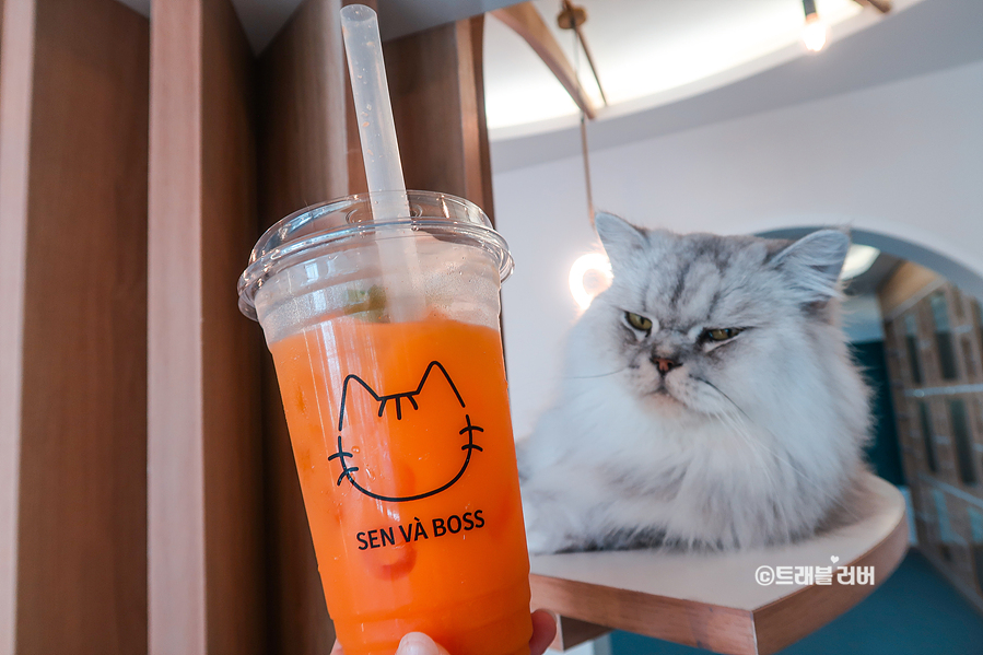 베트남 다낭 카페 심쿵 고양이 카페 샌바보스