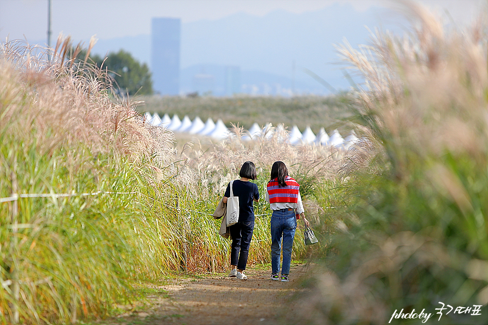서울 억새축제 상암 하늘공원 서울 여행 코스 맹꽁이전동차