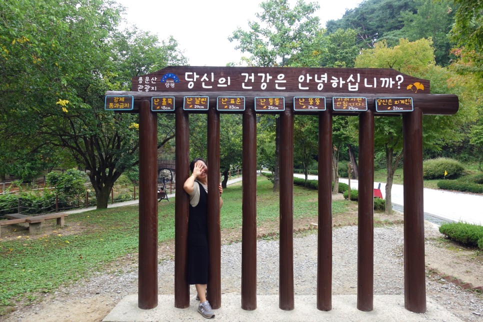 서울근교 드라이브 코스 양평 여행 용문산 관광단지 용문사 은행나무