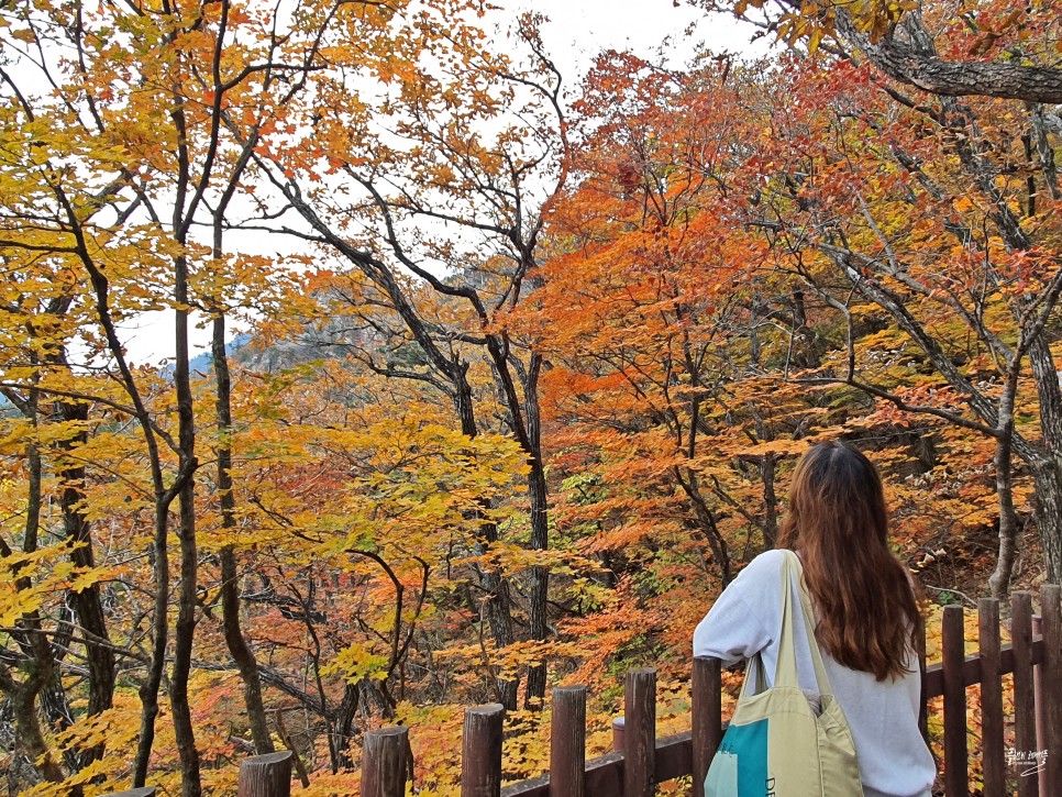 가을 여행지 추천 설악산 케이블카 권금성 비선대 단풍 실시간