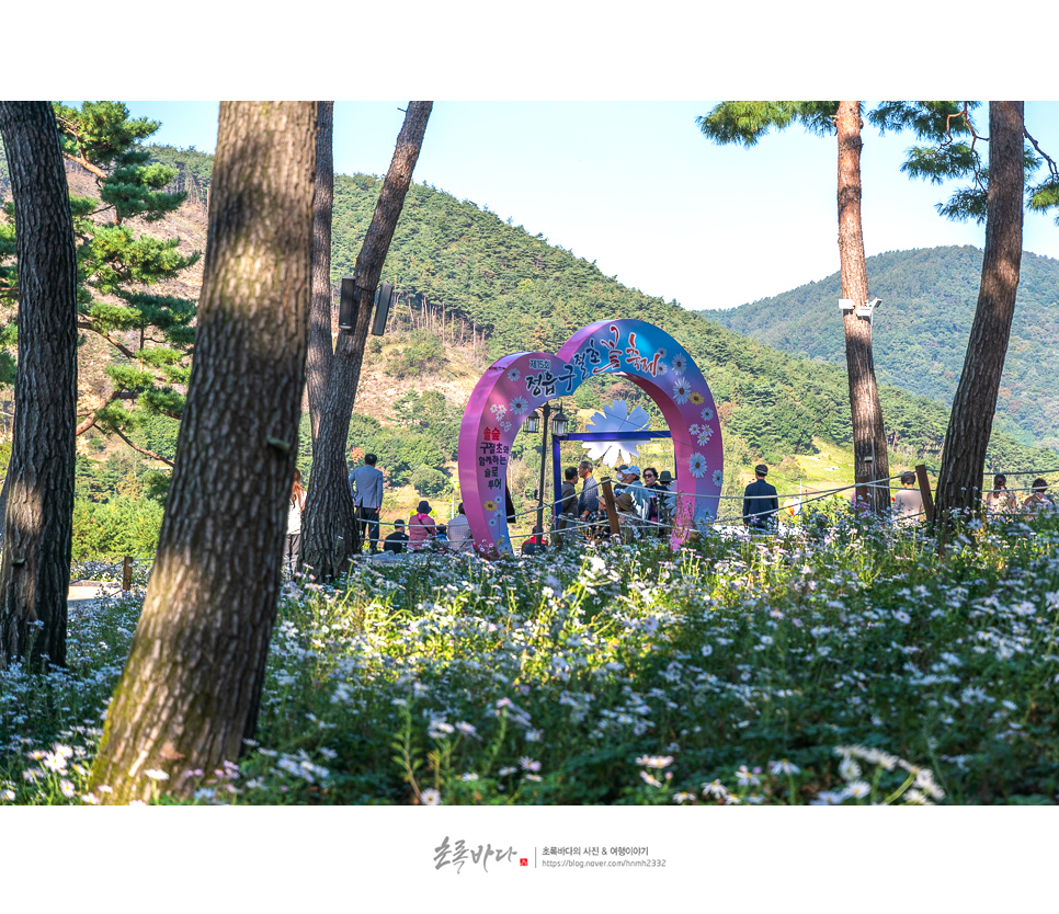 전북 여행지 추천 정읍 가볼만한곳 정읍구절초축제 꽃 축제