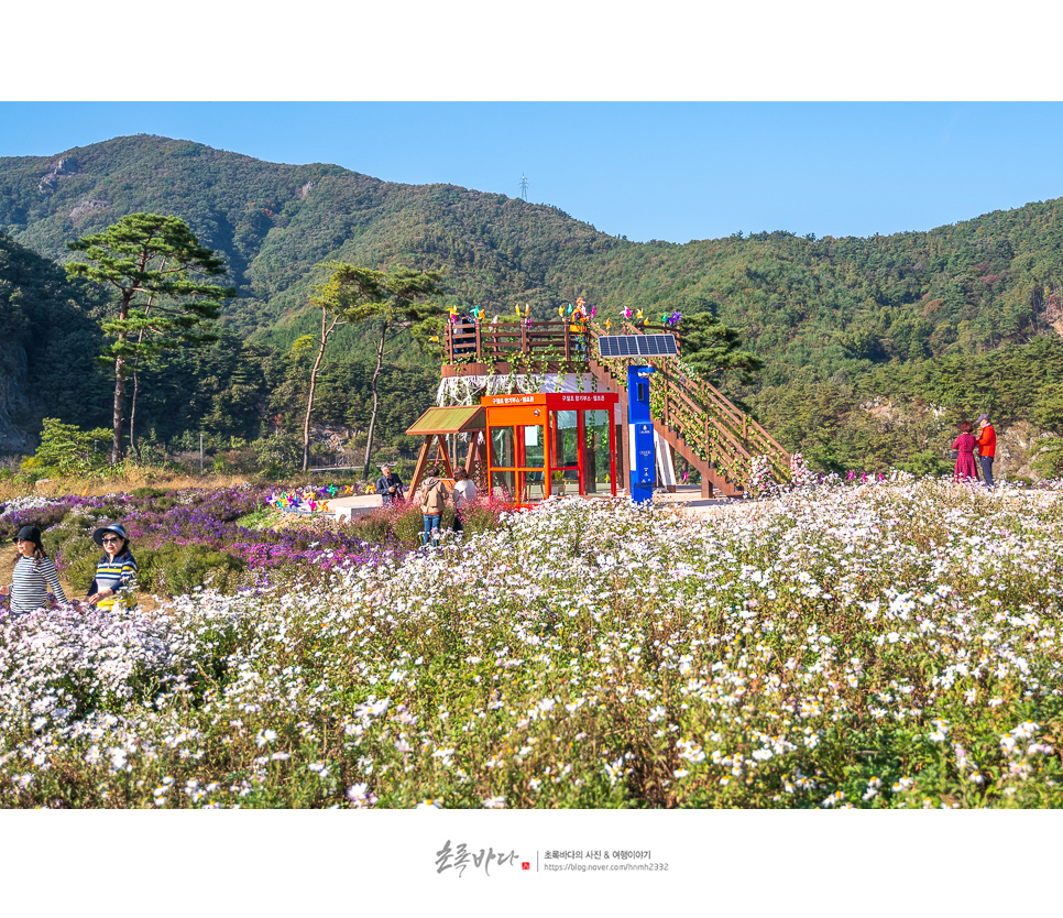 전북 여행지 추천 정읍 가볼만한곳 정읍구절초축제 꽃 축제