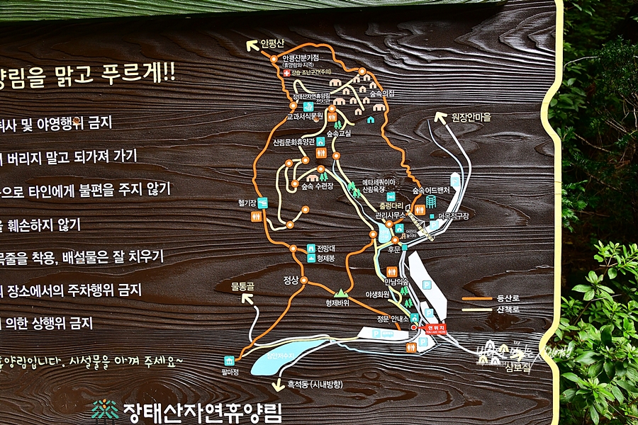 대전 가볼만한곳 장태산 자연휴양림 출렁다리