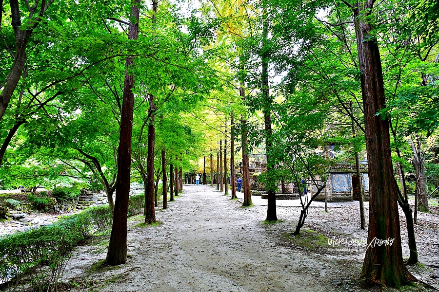 대전 갈만한곳 대전 근교 오토 캠핑장 상소동 산림욕장