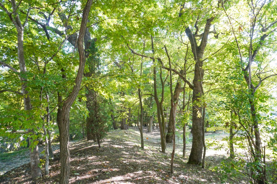 경북 축제 최치원문화제 의성 가볼만한곳 고운사 외