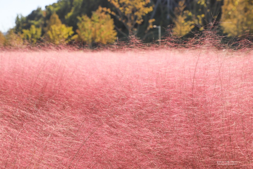 대구 근교 나들이 경남 합천 핑크뮬리 신소양체육공원