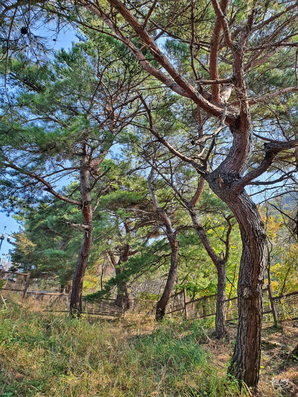 대구 근교 가볼만한곳 안동 먹거리 구시장 찜닭골목 & 안동 볼거리 신세동벽화마을!