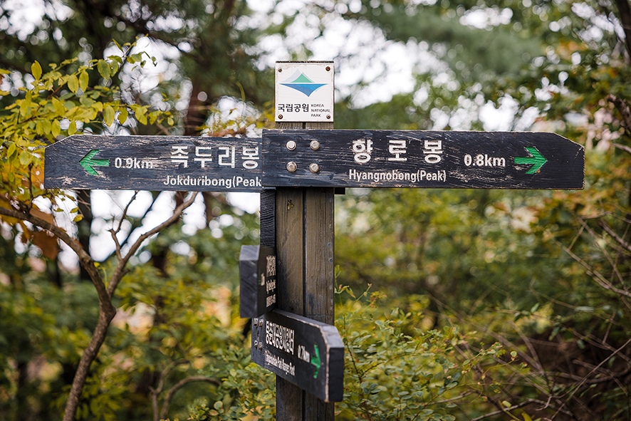 북한산 등산코스 불광역 출발 비봉 찍고 금선사 하산 노선 및 북한산 단풍 개화 상태