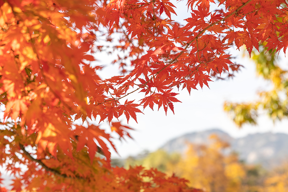 11월 가을 서울단풍 명소 시기 단풍구경 여행 가볼만한곳