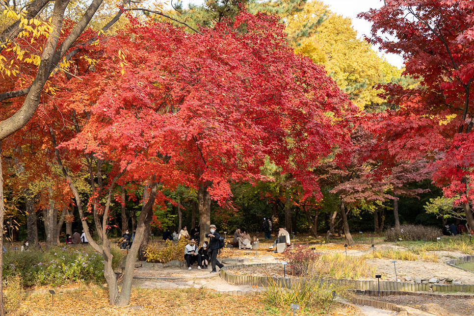 11월 가을 서울단풍 명소 시기 단풍구경 여행 가볼만한곳