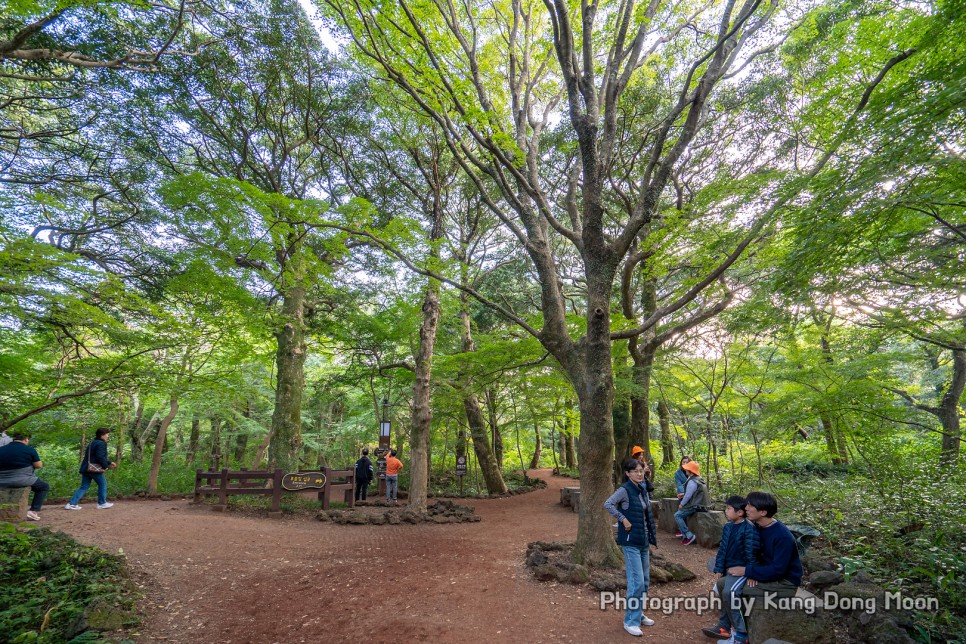 11월 제주도 가볼만한곳 제주 여행 코스 제주 동쪽 가볼만한곳 명소 비자림