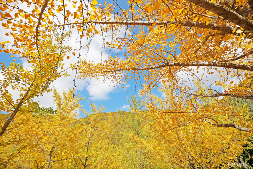 10월 가을 여행지 홍천 은행나무숲 단풍여행
