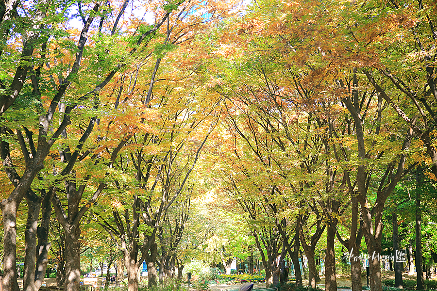 서울 단풍명소 성수동 서울숲 숲길 사슴 가을 단풍 명소 노랑노랑