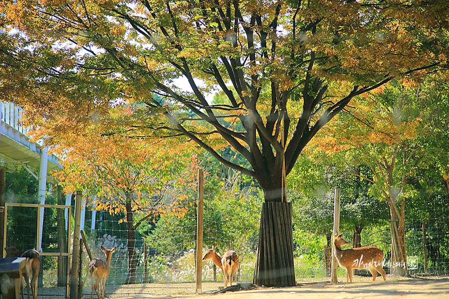 서울 단풍명소 성수동 서울숲 숲길 사슴 가을 단풍 명소 노랑노랑