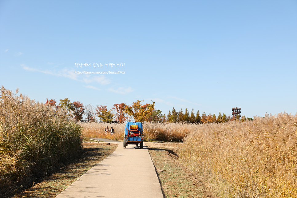10월말 여행지 가을 시흥 갯골 생태공원 댑싸리 핑크뮬리 주차