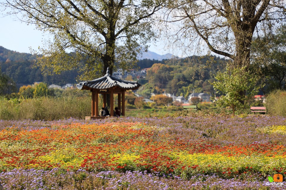 가을여행지 추천 가평 자라섬 남도 꽃정원 서울근교 산책