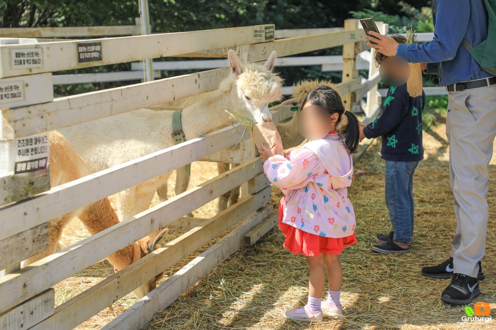 가평 가볼만한곳 경기도 아이들과 동물원 동물체험 주말 나들이
