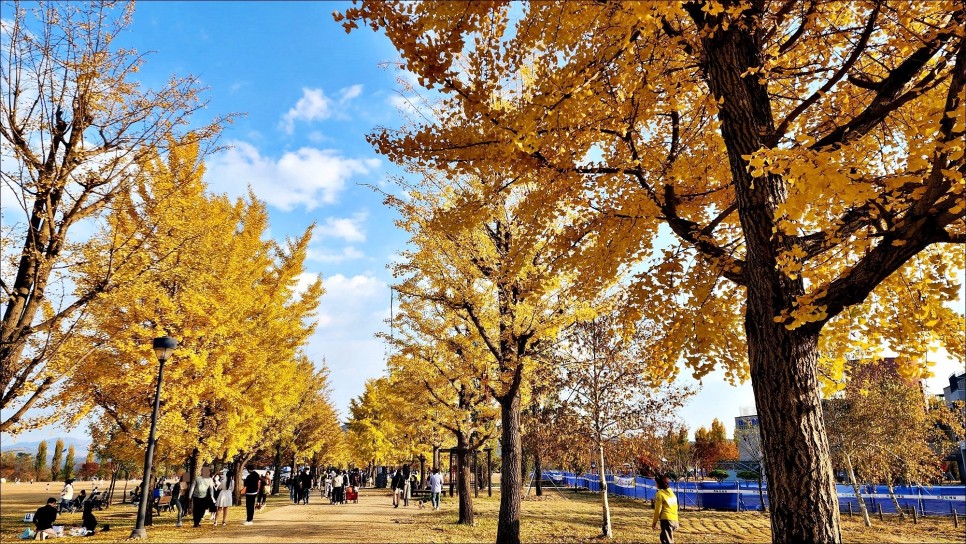 가을 여행 가볼만한곳 여주 강천섬 은행나무 경기도 드라이브코스!