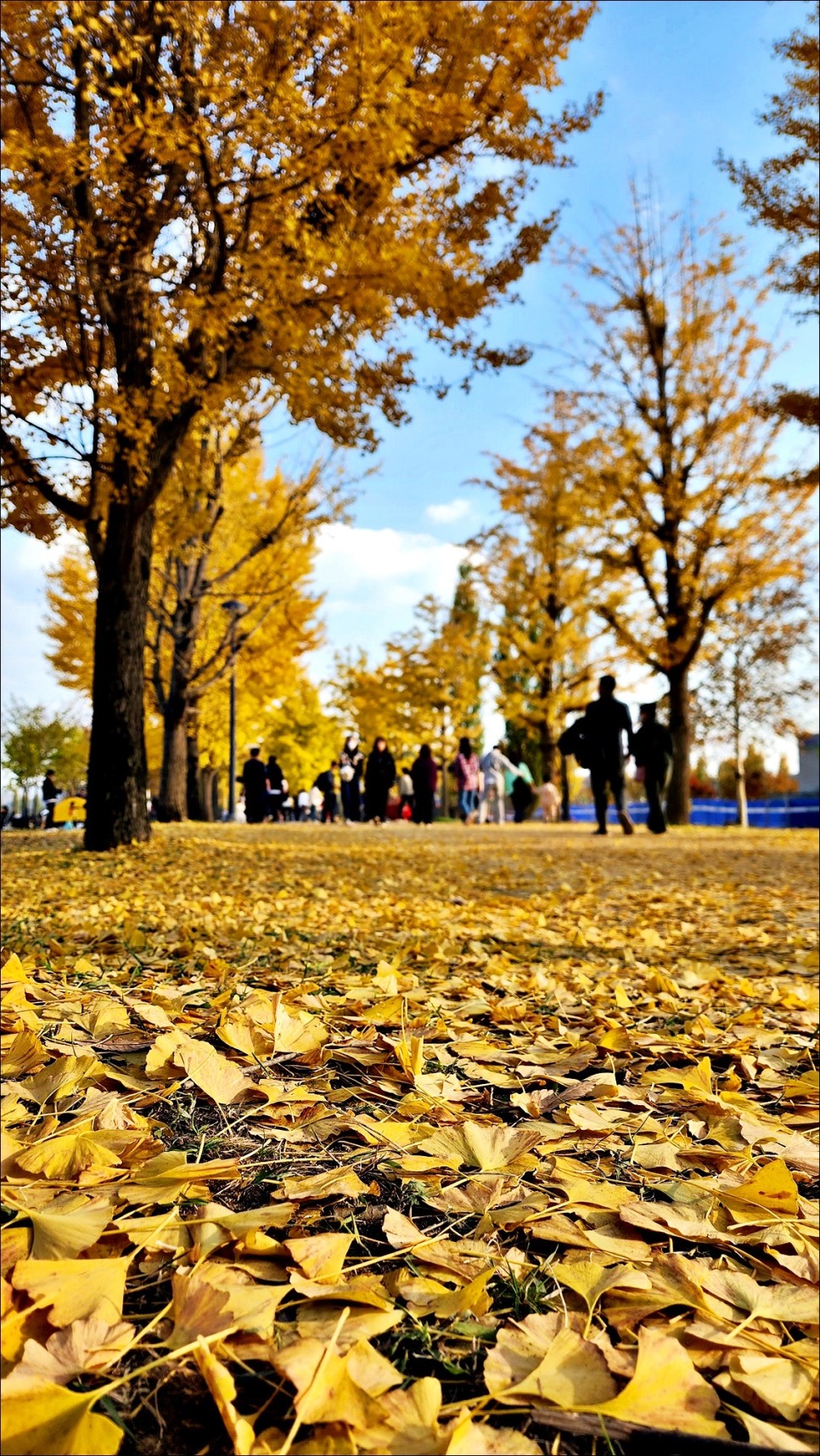 가을 여행 가볼만한곳 여주 강천섬 은행나무 경기도 드라이브코스!