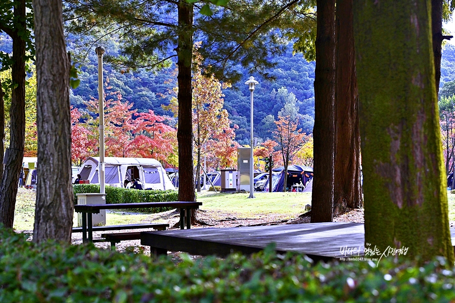 대전 여행 대전 시내 전통시장 돌고 가을 가득한 드라이브코스
