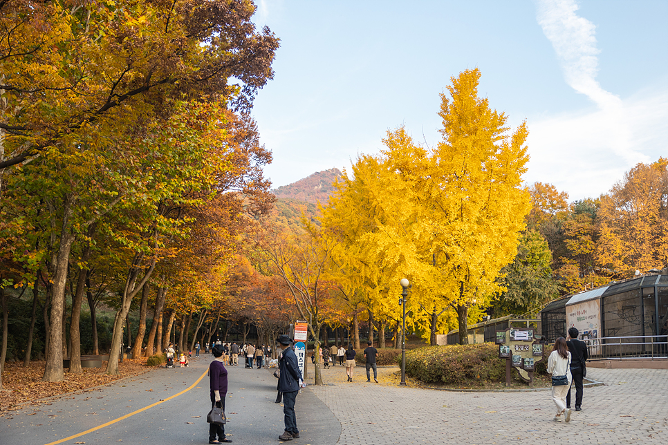 과천 서울대공원 단풍 리프트 코끼리열차 둘레길 주차장