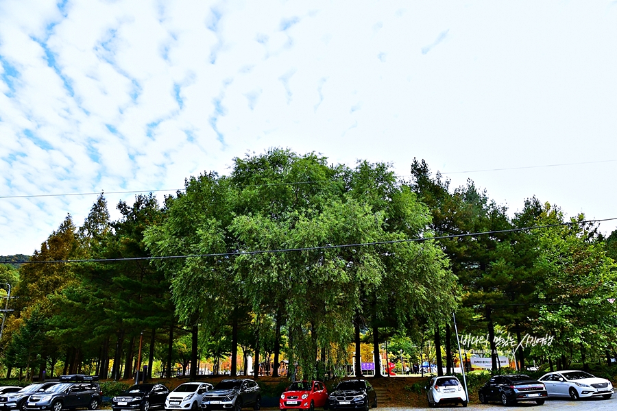 대전 여행 대전 시내 전통시장 돌고 가을 가득한 드라이브코스
