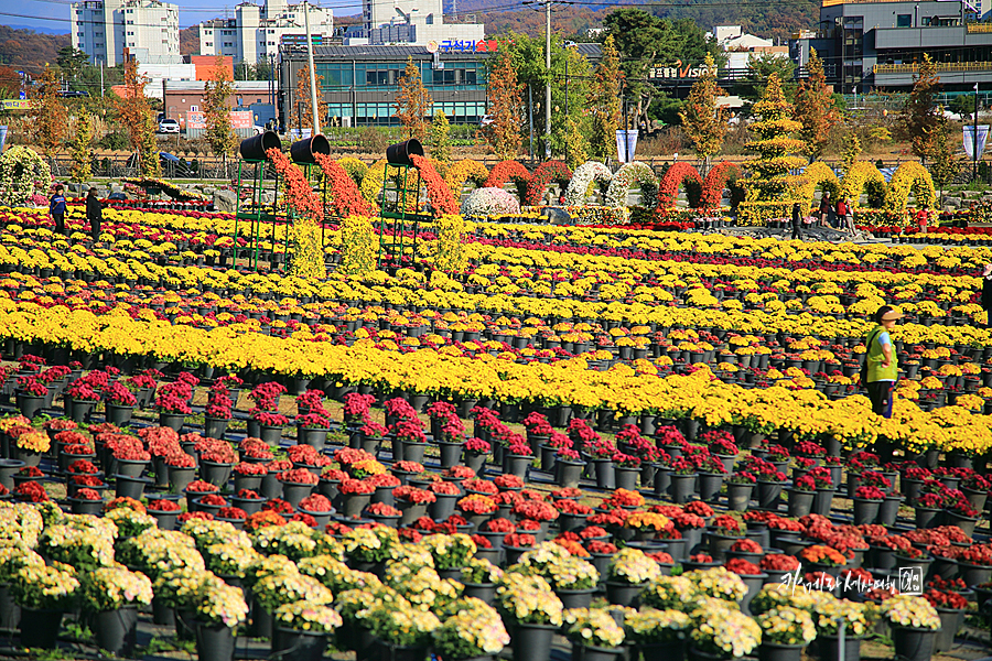 경기도 꽃구경 수도권 드라이브 코스 연천 국화축제