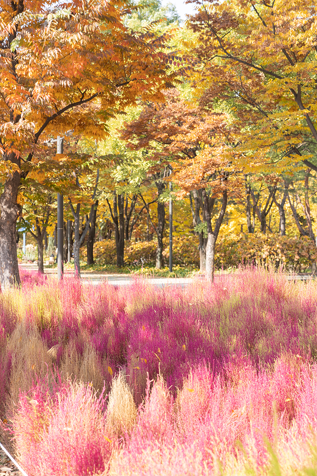 성수동 서울숲 단풍 은행나무 숲길 놀거리 서울 산책로