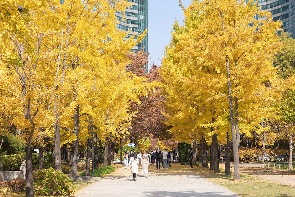 성수동 서울숲 단풍 은행나무 숲길 놀거리 서울 산책로
