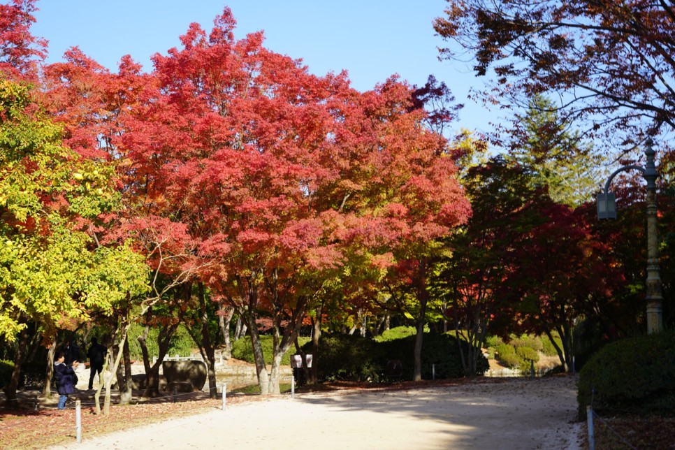 경주 여행 첨성대 핑크뮬리 vs 불국사 단풍