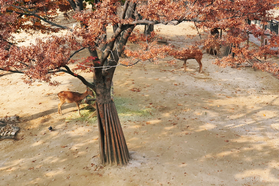 성수동 서울숲 단풍 구경과 사슴 산책로가 있는 서울 관광지