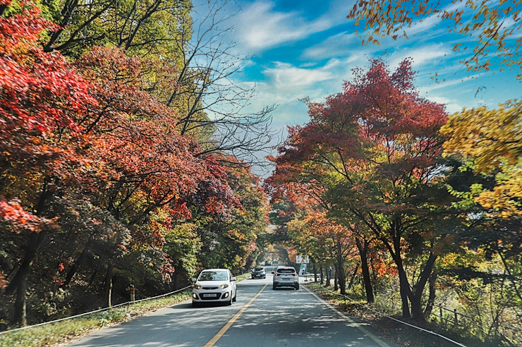 가을 단풍 명소 정읍 여행 내장산 국립공원 현재상황 (11월1일)