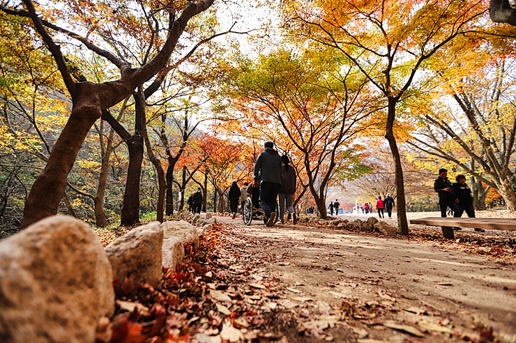 가을 단풍 명소 정읍 여행 내장산 국립공원 현재상황 (11월1일)