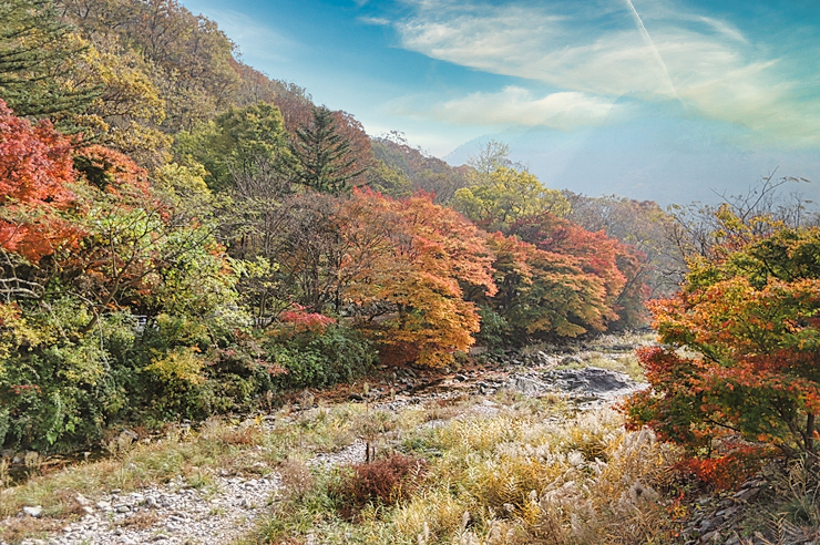 가을 단풍 명소 정읍 여행 내장산 국립공원 현재상황 (11월1일)