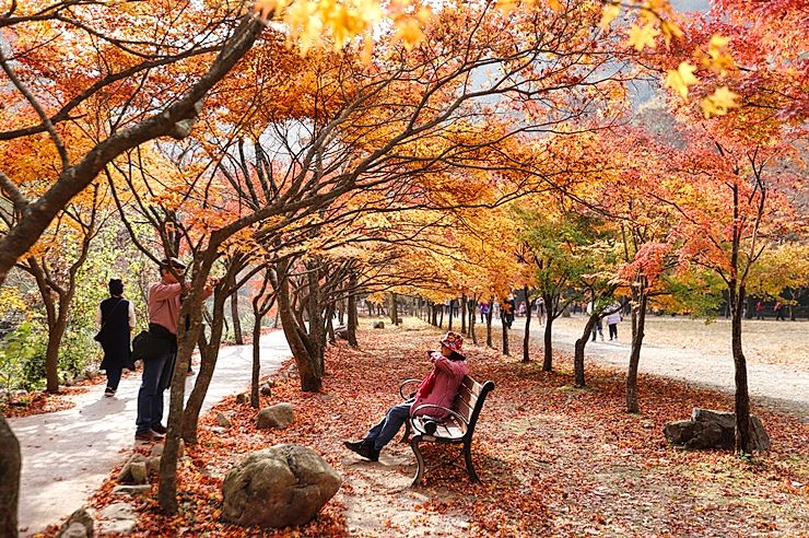 가을 단풍 명소 정읍 여행 내장산 국립공원 현재상황 (11월1일)