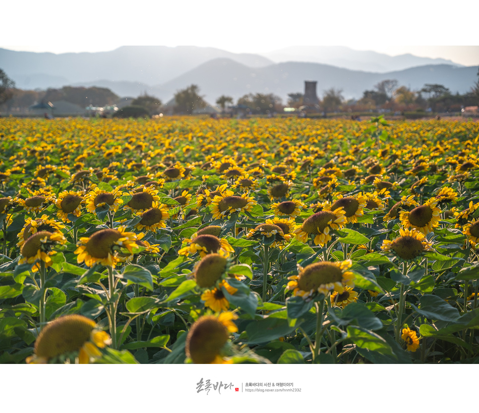 경주 당일치기 여행 경주 첨성대 해바라기 경주 핑크뮬리