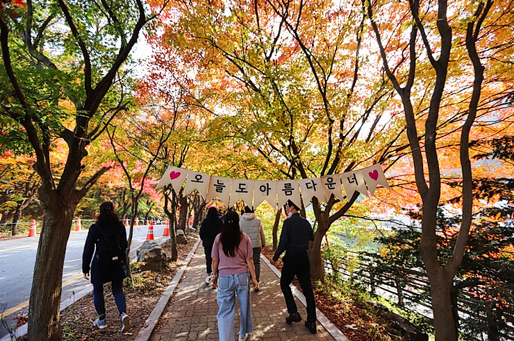 가을 단풍 명소 정읍 여행 내장산 국립공원 현재상황 (11월1일)