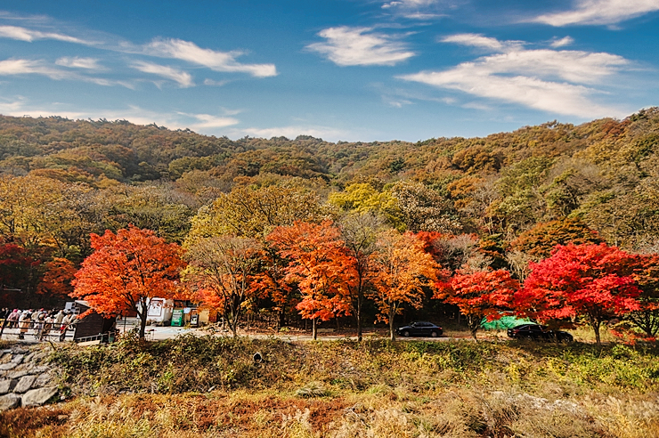 가을 단풍 명소 정읍 여행 내장산 국립공원 현재상황 (11월1일)