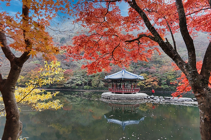 가을 단풍 명소 정읍 여행 내장산 국립공원 현재상황 (11월1일)