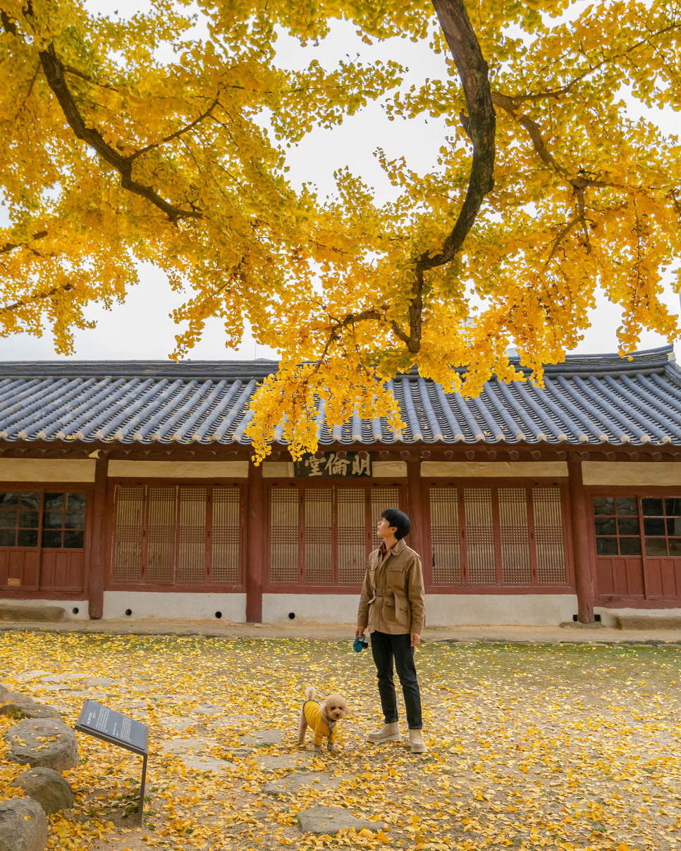 충남 서산 가볼만한곳 서산향교 은행나무, 고북 국화축제, 해미읍성 11월 여행지 추천!