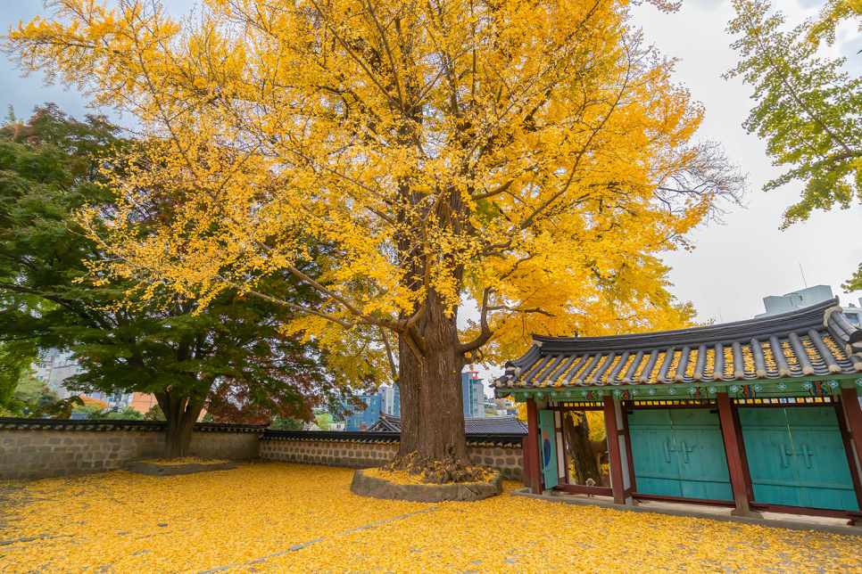 충남 서산 가볼만한곳 서산향교 은행나무, 고북 국화축제, 해미읍성 11월 여행지 추천!